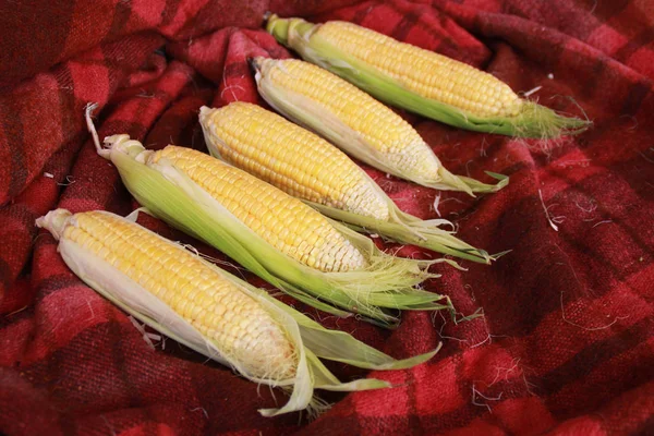 Photo Yellow Corn Table — Stock Photo, Image