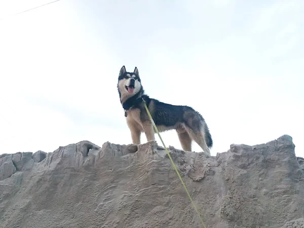 Husky Con Arena Mar Negro —  Fotos de Stock