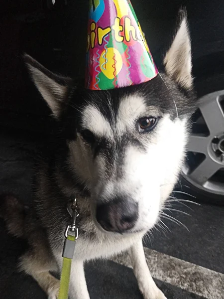 Husky Feliz Aniversário Olhar — Fotografia de Stock