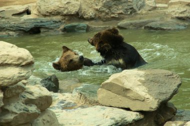 Fotoğraf iki ayı oyunu.