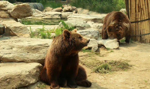 Zdjęcie Niedźwiedzi Brunatnych — Zdjęcie stockowe