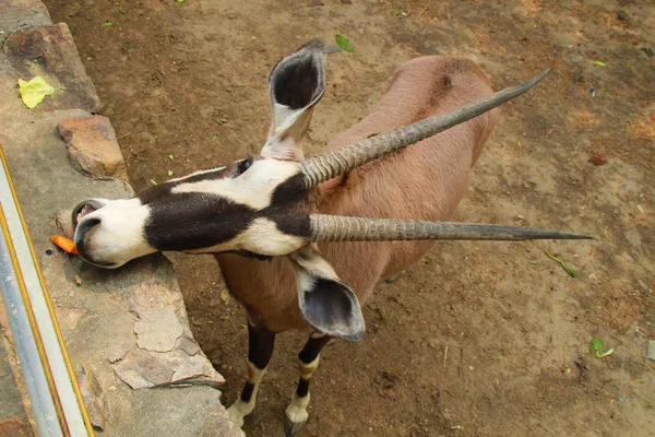 食べ物を食べるカモシカ ゲムズボック Oryx Gazella の写真 — ストック写真