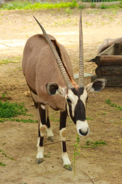 Foto Von Antilopen Edelbock Edelbock Oder Südafrikanischem Oryx — Stockfoto