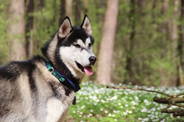Siyah ve gri husky yürür çiçekli ormandaki.