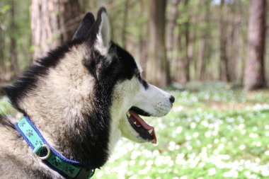 Siyah ve gri husky yürür çiçekli ormandaki.