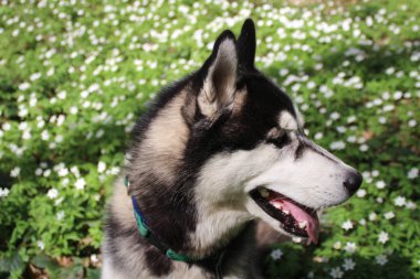 Siyah ve gri husky yürür çiçekli ormandaki.