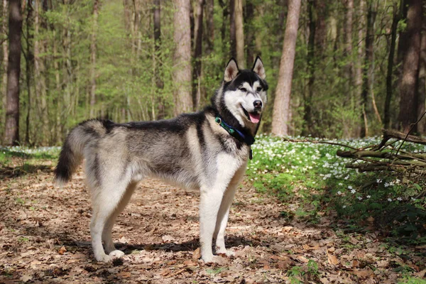 Siyah ve gri husky yürür çiçekli ormandaki.