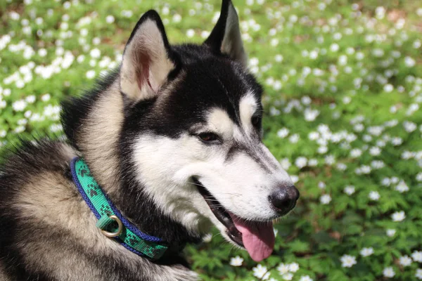 Siyah ve gri husky yürür çiçekli ormandaki.