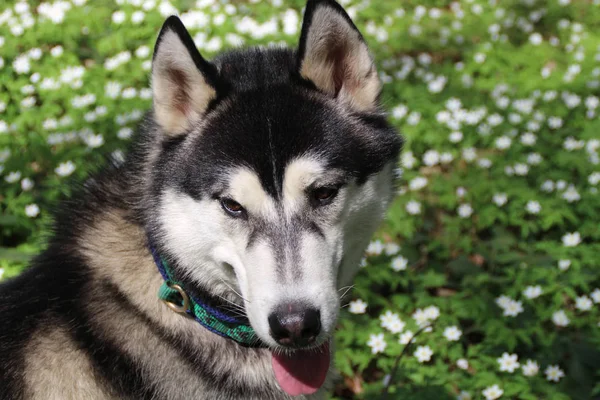 Siyah ve gri husky yürür çiçekli ormandaki.