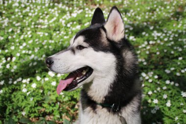 Siyah ve gri husky yürür çiçekli ormandaki.