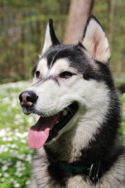 Siyah ve gri husky yürür çiçekli ormandaki.