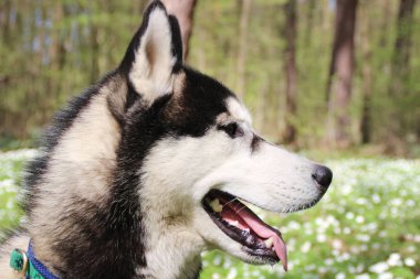 Siyah ve gri husky yürür çiçekli ormandaki.