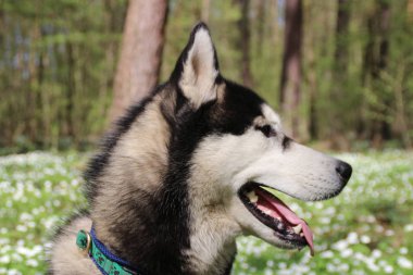 Siyah ve gri husky yürür çiçekli ormandaki.