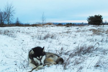 Gri ve siyah husky kemikleri karda yemek.