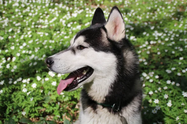 Preto Cinza Husky Caminha Floresta Com Flores — Fotografia de Stock