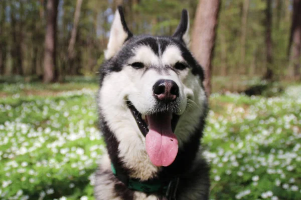 Siyah ve gri husky yürür çiçekli ormandaki.