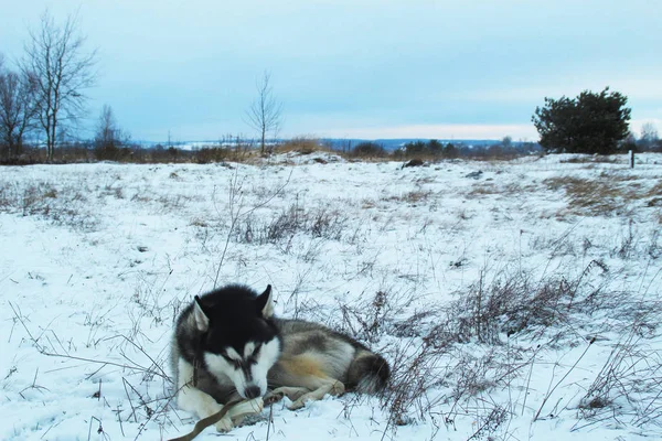 Gri ve siyah husky kemikleri karda yemek.
