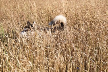 Hasat altın buğday alanında ve husky.