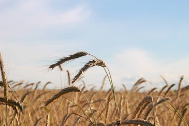 Alanında altın buğday hasat.