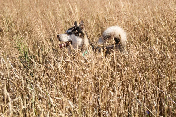 Ernte Von Goldenem Weizen Auf Dem Feld Und Husky — Stockfoto