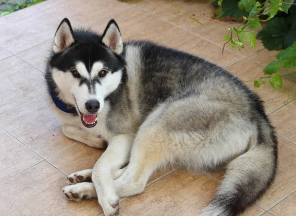 Husky Coloca Uma Telha Marrom Jogos Cães Verão — Fotografia de Stock