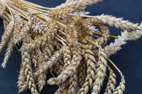 Layout of autumn harvest. Wheat  on a black background.