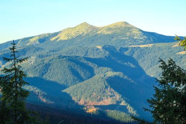 Sonbahar dağlar. Ukraynalı Karpat Dağları. Yeşil çam ağacı.