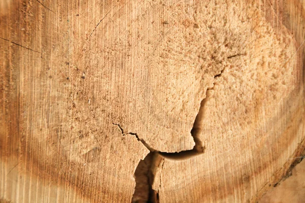 Wooden Board Slice Tree Interesting Texture Cherry Trees — Stock Photo, Image