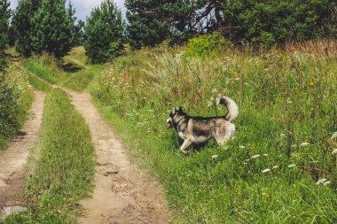 Siyah ve beyaz husky zevk, çalışan, su, aptal sarılma. Güneşli bir gün gölde ve bir köpek yürüyüş ile ormanda.