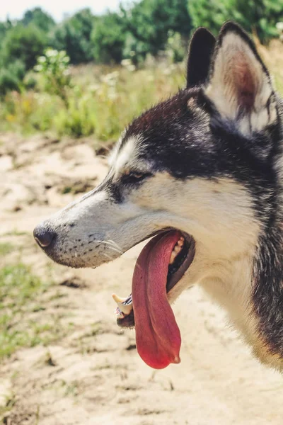 Husky Blanco Negro Está Disfrutando Corriendo Abrazándose Agua Mudo Día — Foto de Stock