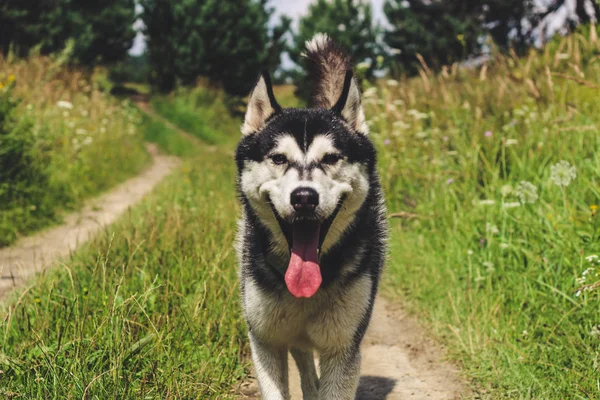 黒と白のハスキーは楽しんで 実行している ダムでハグします 犬の散歩と森の中 湖で晴れた日 — ストック写真