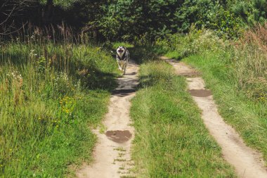 Siyah ve beyaz husky zevk, çalışan, su, aptal sarılma. Güneşli bir gün gölde ve bir köpek yürüyüş ile ormanda.