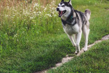 Siyah ve beyaz husky zevk, çalışan, su, aptal sarılma. Güneşli bir gün gölde ve bir köpek yürüyüş ile ormanda.