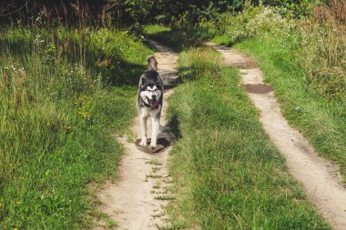 Siyah ve beyaz husky zevk, çalışan, su, aptal sarılma. Güneşli bir gün gölde ve bir köpek yürüyüş ile ormanda.
