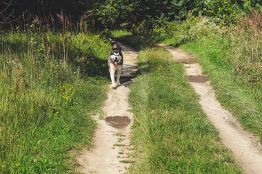 Siyah ve beyaz husky zevk, çalışan, su, aptal sarılma. Güneşli bir gün gölde ve bir köpek yürüyüş ile ormanda.