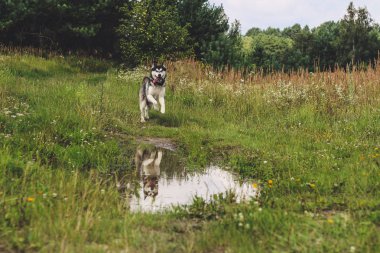 Siyah ve beyaz husky zevk, çalışan, su, aptal sarılma. Güneşli bir gün gölde ve bir köpek yürüyüş ile ormanda.