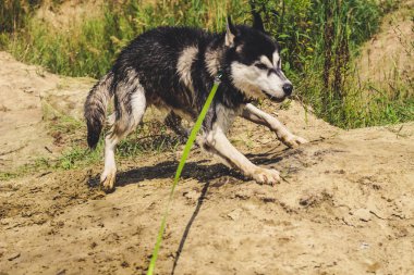 Siyah ve beyaz husky zevk, çalışan, su, aptal sarılma. Güneşli bir gün gölde ve bir köpek yürüyüş ile ormanda.