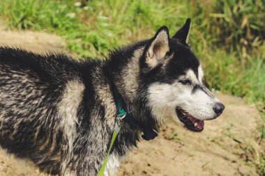 Siyah ve beyaz husky zevk, çalışan, su, aptal sarılma. Güneşli bir gün gölde ve bir köpek yürüyüş ile ormanda.