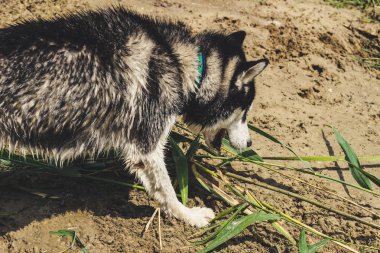 Siyah ve beyaz husky zevk, çalışan, su, aptal sarılma. Güneşli bir gün gölde ve bir köpek yürüyüş ile ormanda.