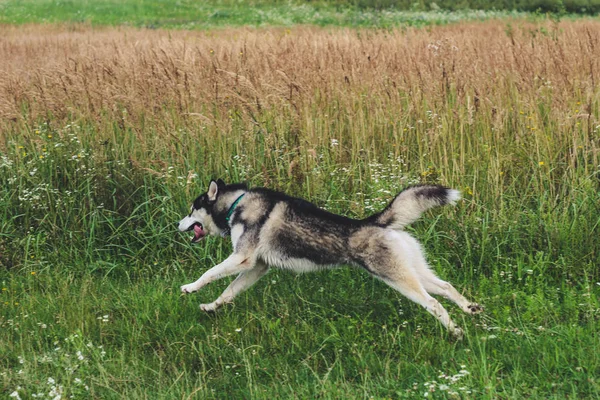 Czarno Biały Husky Jest Korzystających Bieganie Przytulanie Wodzie Głupi Słoneczny — Zdjęcie stockowe