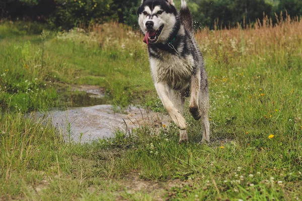 Husky Blanco Negro Está Disfrutando Corriendo Abrazándose Agua Mudo Día — Foto de Stock