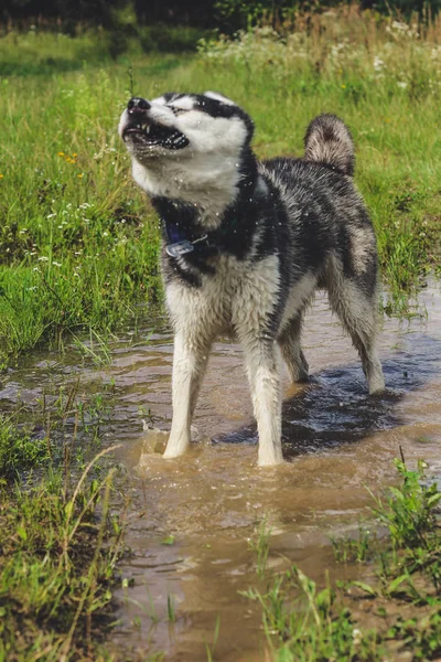 Black and white husky is enjoying, running, hugging in the water, dumb. A sunny day at the lake and in the woods with a dog walk.Hasky shake water out from wool.