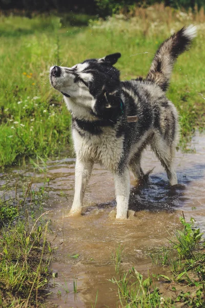 Black and white husky is enjoying, running, hugging in the water, dumb. A sunny day at the lake and in the woods with a dog walk.Hasky shake water out from wool.