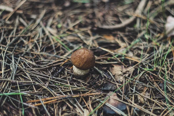 白色是松树林中的一种真正的蘑菇 孤独蘑菇 — 图库照片