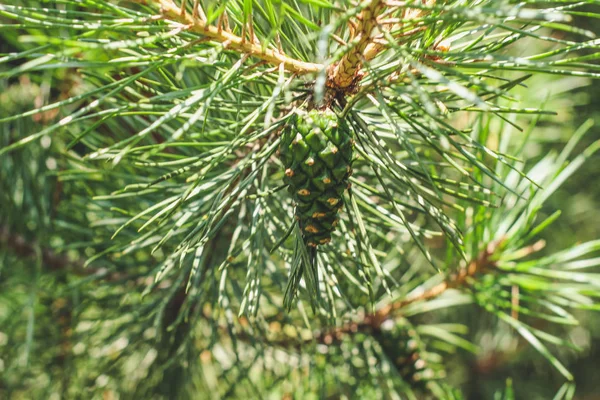 Grüner Kegel Kiefernwald Sommerwald — Stockfoto