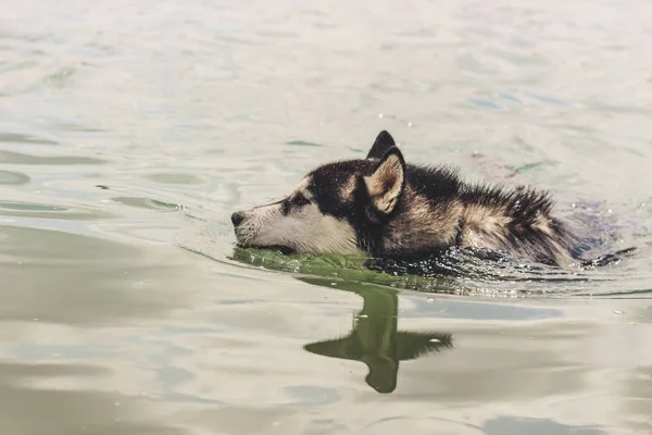 Black and white husky is enjoying, running, hugging in the water, dumb. A sunny day at the lake and in the woods with a dog walk. Swimming husky.