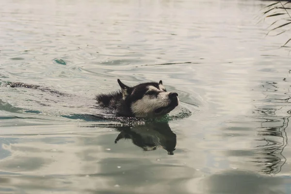 Schwarz Weißer Husky Genießt Rennt Umarmt Sich Wasser Stumm Ein — Stockfoto