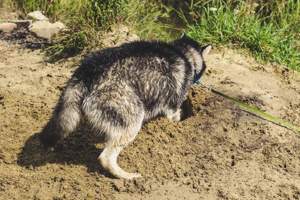 Husky Preto Branco Está Gostar Correr Abraçar Água Idiota Dia — Fotografia de Stock