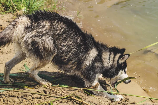 Husky Blanco Negro Está Disfrutando Corriendo Abrazándose Agua Mudo Día —  Fotos de Stock