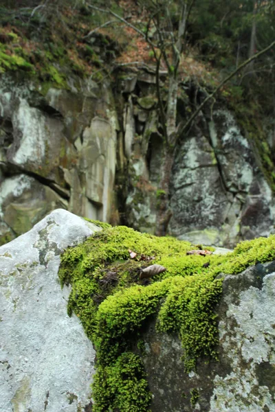 Осінніх Гор Українських Карпат Камінь Порід Гірської Річки Зелений Лишайника — стокове фото